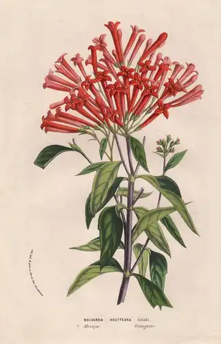 Bouvardia Houtteana - Mexico Blume flower Blume botanical Botanik Botanical Botany