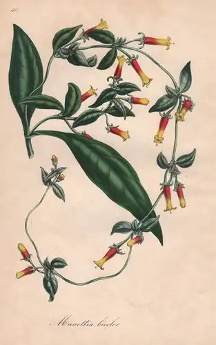 Manettia Bicolor - Blume flower botanical Botanik Botanical Botany
