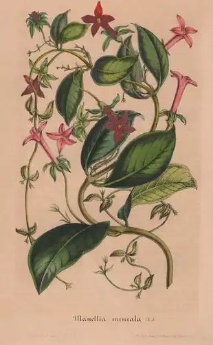 Manettia Miniata - flower Blume botanical Botanik Botanical Botany