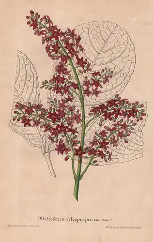 Metrodorea Atropurpurea - Amerika America Blume flower Blume botanical Botanik Botanical Botany