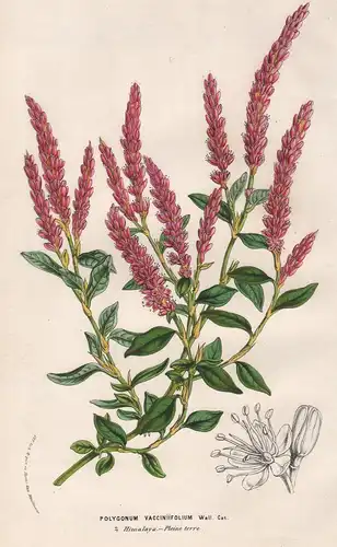 Polygonum Vacciniifolium - Himalaya Blume flower Blume botanical Botanik Botanical Botany