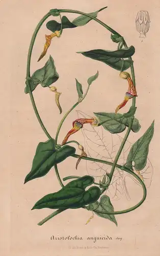 Aristolochia Anguicida - Blumen flower Blume botanical Botanik Botanical Botany