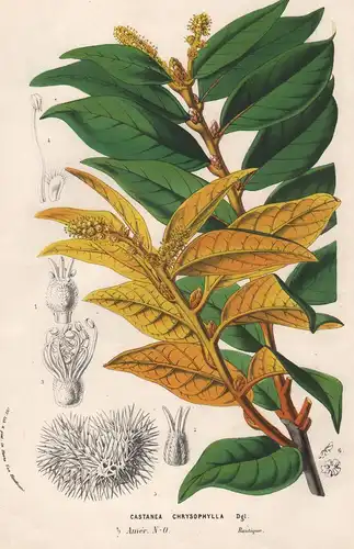 Castanea Chrysophylla - America Blumen flower Blume botanical Botanik Botanical Botany