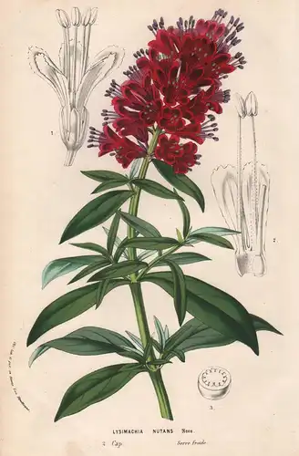Lysimachia Nutans - South Africa Blumen flower Blume botanical Botanik Botanical Botany