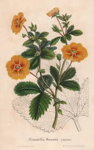 Potentilla Smoutii - Fingerkräuter Blumen flower Blume botanical Botanik Botanical Botany