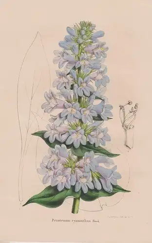 Pentstemon cyananthus - Blumen flower Blume botanical Botanik otanical Botany