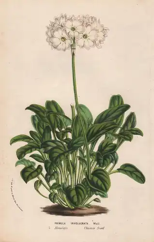 Primula Involucrata - Himalaya Primeln Blumen flower Blume botanical Botanik Botanical Botany