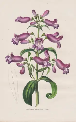Pentstemon lanceolatus - Blumen flower Blume botanical Botanik otanical Botany