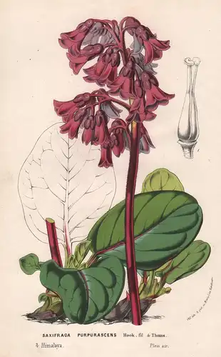 Saxifraga purpurascens - Himalaya Blumen flower Blume botanical Botanik Botanical Botany