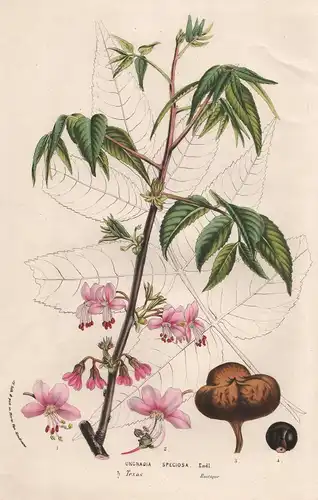 Ungnadia Speciosa - Texas Blumen flower Blume botanical Botanik Botanical Botany