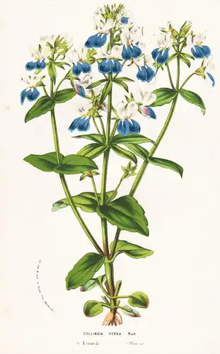 Collinsia Verna -  Blumen flower Blume botanical Botanik otanical Botany