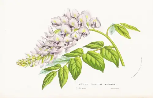 Wisteria Frutescens Magnifica - France Blumen flower Blume botanical Botanik Botanical Botany