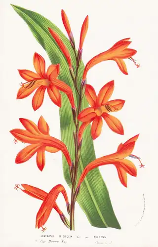 Watsonia Iridifolia  - South Africa Blumen flower Blume botanical Botanik Botanical Botany