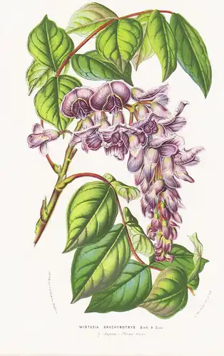 Wisteria Brachybotrys  - Japan Blumen flower Blume botanical Botanik Botanical Botany