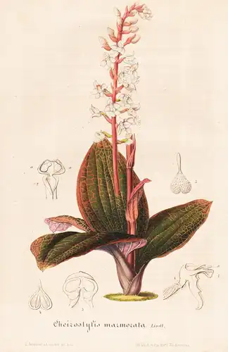 Cheirostylis marmorata - Blumen flower Blume botanical Botanik otanical Botany