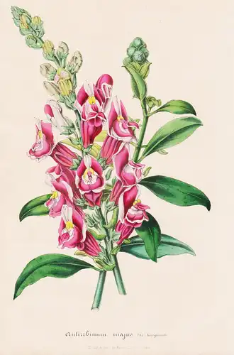 Antirrhinum majus - Blumen flower Blume botanical Botanik otanical Botany