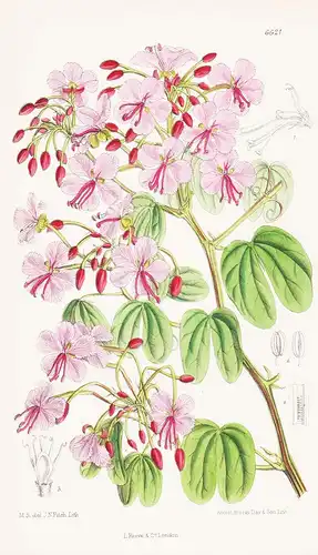 Bauhinia Corymbosa - China Blumen flower Blume botanical Botanik Botanical Botany