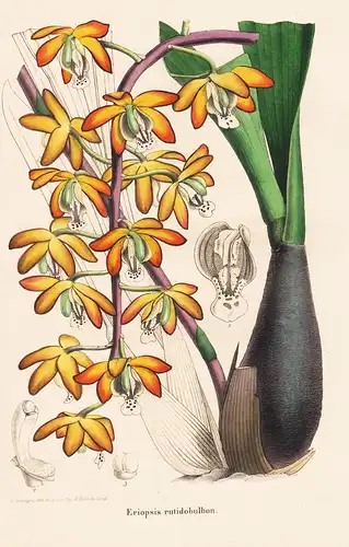 Eriopsis rutidobulbon - Orchidee Orchid Blumen flower Blume botanical Botanik otanical Botany