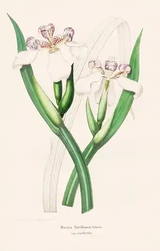 Marica Northiana  - Blumen flower Blume botanical Botanik Botanical Botany