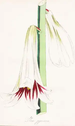 Lilium Giganteum - Lilie Lilly Blumen flower Blume botanical Botanik otanical Botany