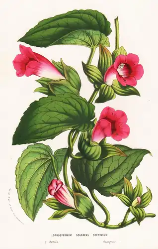 Lophospermum Scandens Coccineum -  Blumen flower Blume botanical Botanik otanical Botany