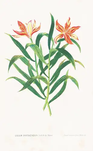 Lilium Partheneion - Lilie Lilly Blumen flower Blume botanical Botanik otanical Botany