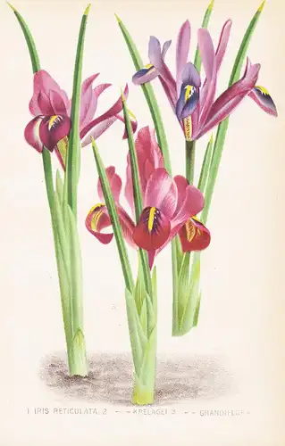 Iris Reticulata   - Schwertlilie Blumen flower Blume botanical Botanik Botanical Botany