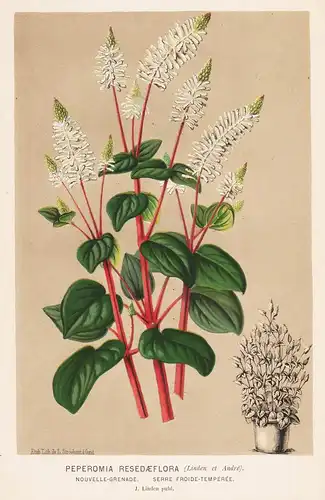Peperomia Resedaeflora - Blumen flower Blume botanical Botanik otanical Botany