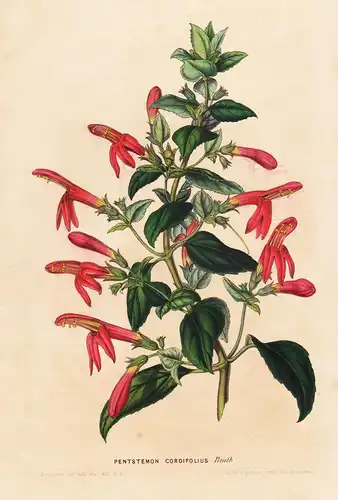 Pentstemon Cordifolius -  Blumen flower Blume botanical Botanik otanical Botany