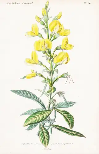 Piptanthe du Nepaul Piptanthus nepalensis - Nepal Blumen flower Blume botanical Botanik otanical Botany