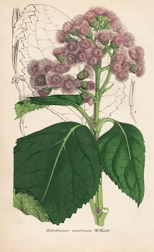 Hebeclinium ianthinum -  Blumen flower Blume botanical Botanik otanical Botany