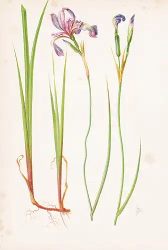 Iris Virginica  - Blumen flower Blume botanical Botanik Botanical Botany