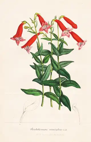 Pentstemon miniatus - Blumen flower Blume botanical Botanik otanical Botany