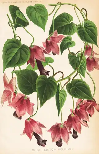 Rhodochiton Volubile -  Blumen flower Blume botanical Botanik otanical Botany