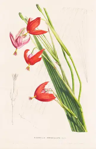 Rigidella Immaculata  - Blumen flower Blume botanical Botanik Botanical Botany