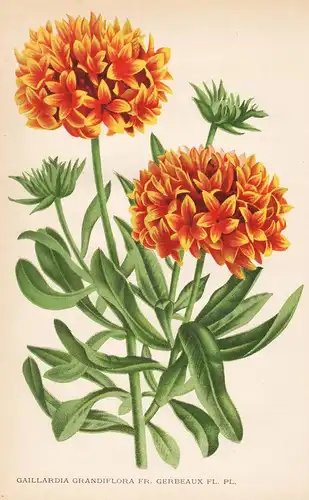 Gaillardia Grandiflora - Blumen flower Blume botanical Botanik otanical Botany