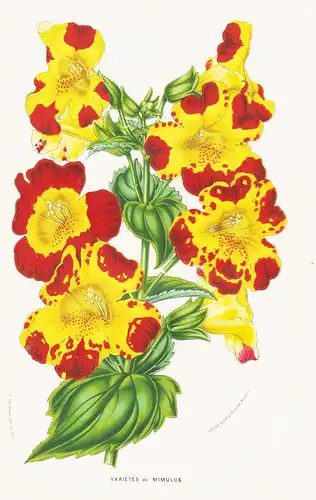 Mimulus Luteus -  Blumen flower Blume botanical Botanik otanical Botany