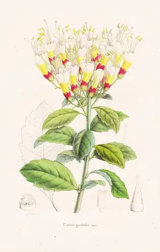 Cantua pyrifolia - Blumen flower Blume botanical Botanik otanical Botany