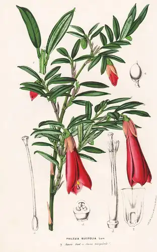 Philesia Buxifolia - America Blumen flower Blume botanical Botanik otanical Botany