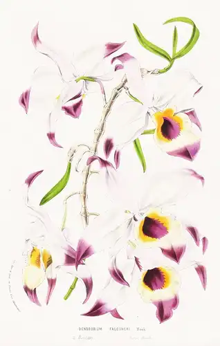 Dendrobium Falconeri - Orchidee Bootan Südasien Blumen flower Blume botanical Botanik otanical Botany