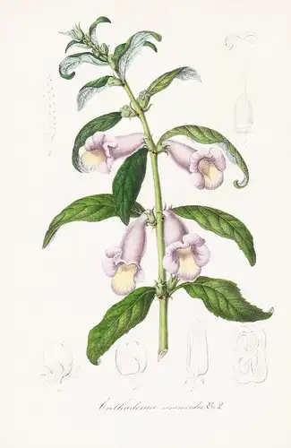 Anthadenia sesamoides - Blumen flower Blume botanical Botanik otanical Botany