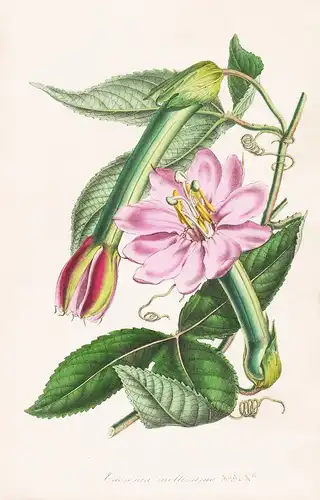 Tacsonia Mollissima - Blumen flower Blume botanical Botanik otanical Botany
