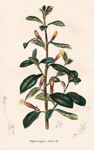 Siphocampylus nitidus.Djhe - Cuba flower Blume Blumen botanical Botanik Botany