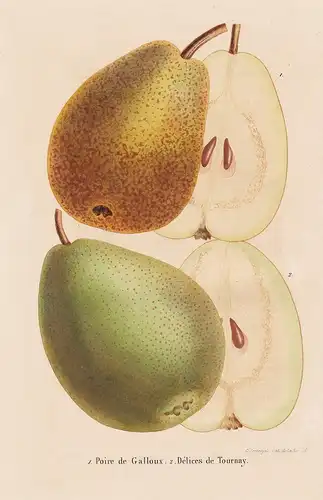Poire de Galloux Delices de Tournay - Birnen pears flower Blume Blumen botanical Botanik Botany
