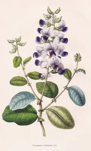 Gompholobium virgatum - Australasia flower flowers Blumen botanical Botanik Botany