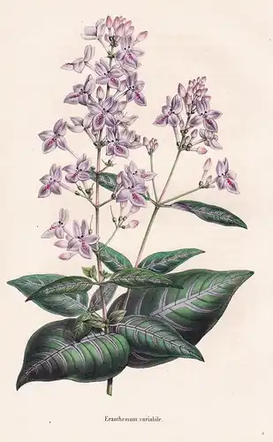Erantheum variabile - Australia flower Blume Blumen botanical Botanik Botany