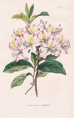 Eriostemon intermedium. - Australia flower flowers Blumen botanical Botanik Botany