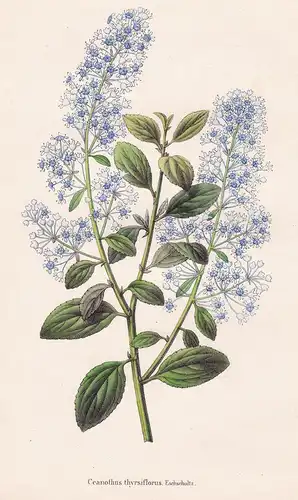 Ceanothus thyrsiflorus - North America flowers flower Blumen botanical Botanik Botany
