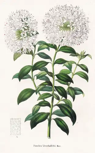 Pimelea Verschheltii - Australia Australien flower Blume Blumen botanical Botanik Botany