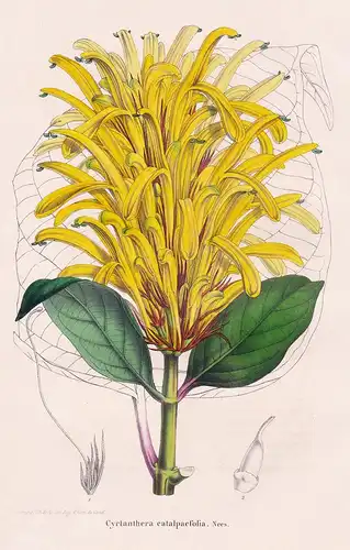 Cyrtanthera catalpaefolia - Honduras flower Blume Blumen botanical Botanik Botany